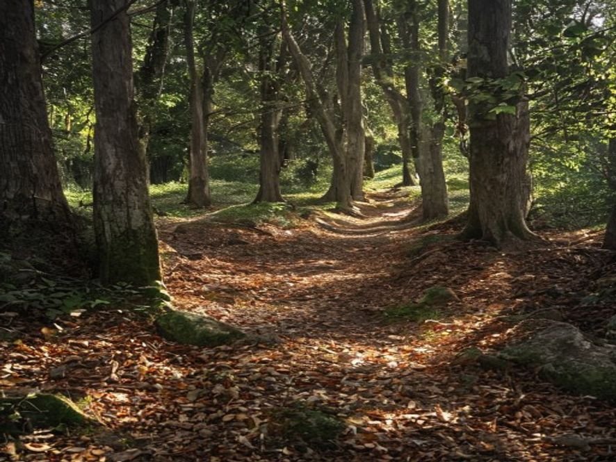 Wild Herbs of North Portugal — A Seasonal Foraging Calendar