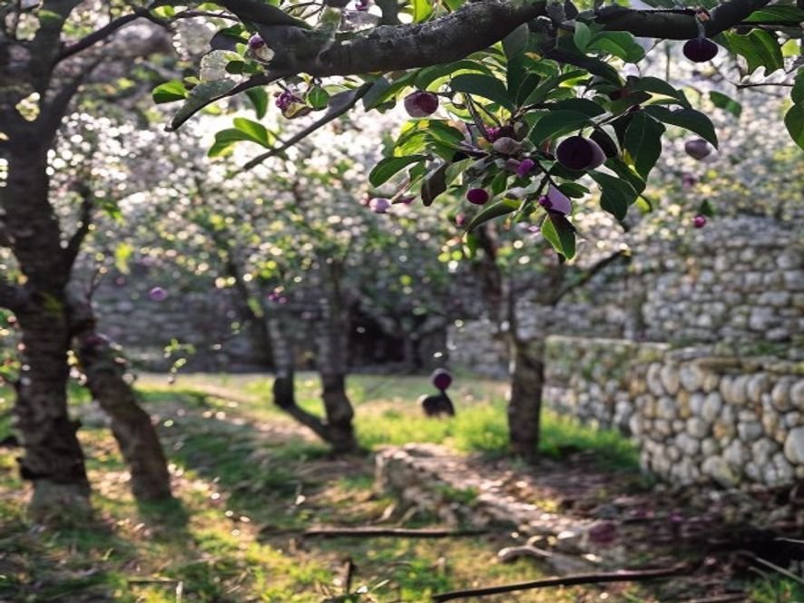 Orchard, herbs, vegetables, and edible landscape concept