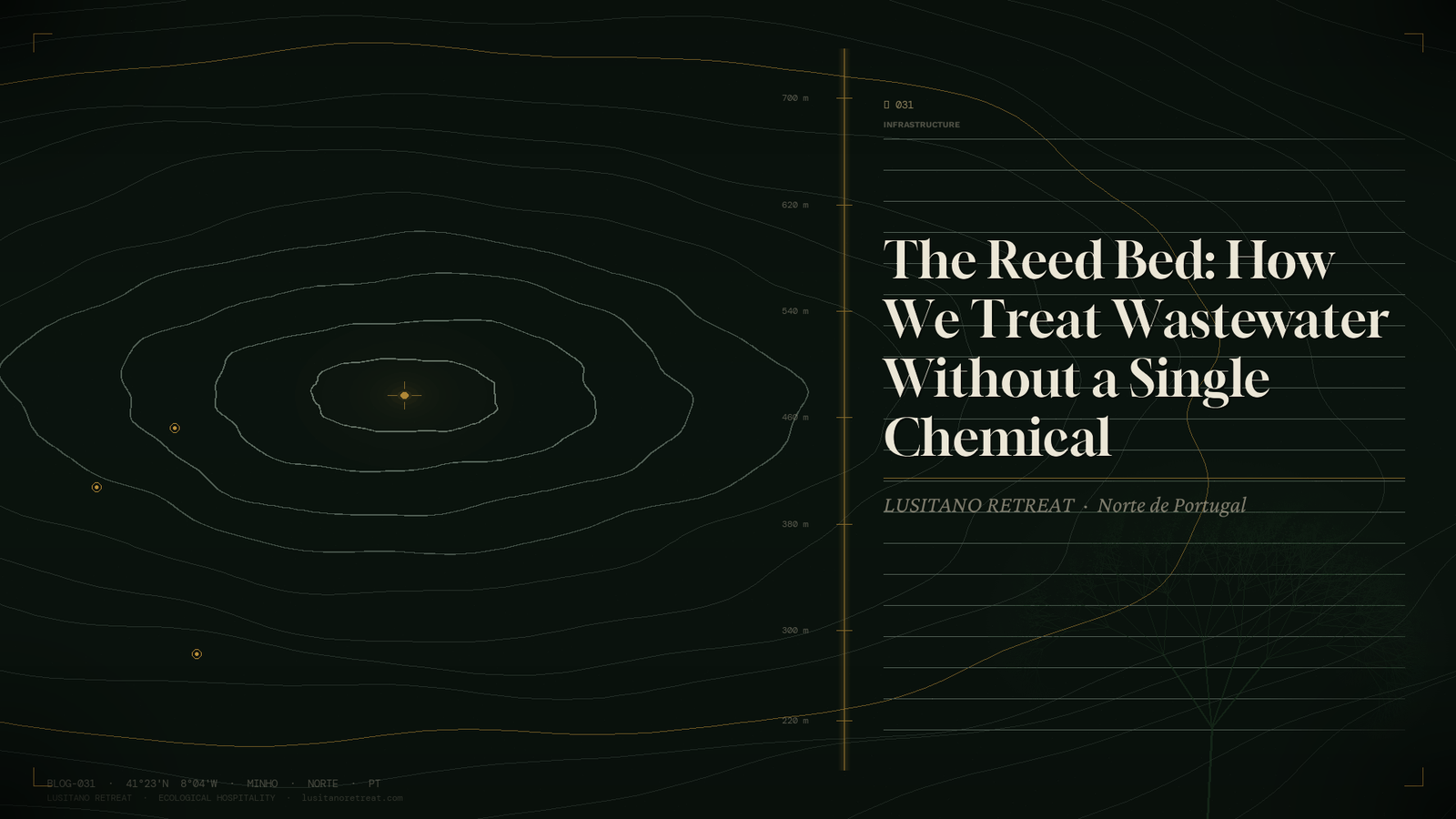 The Reed Bed: How We Treat Wastewater Without a Single Chemical