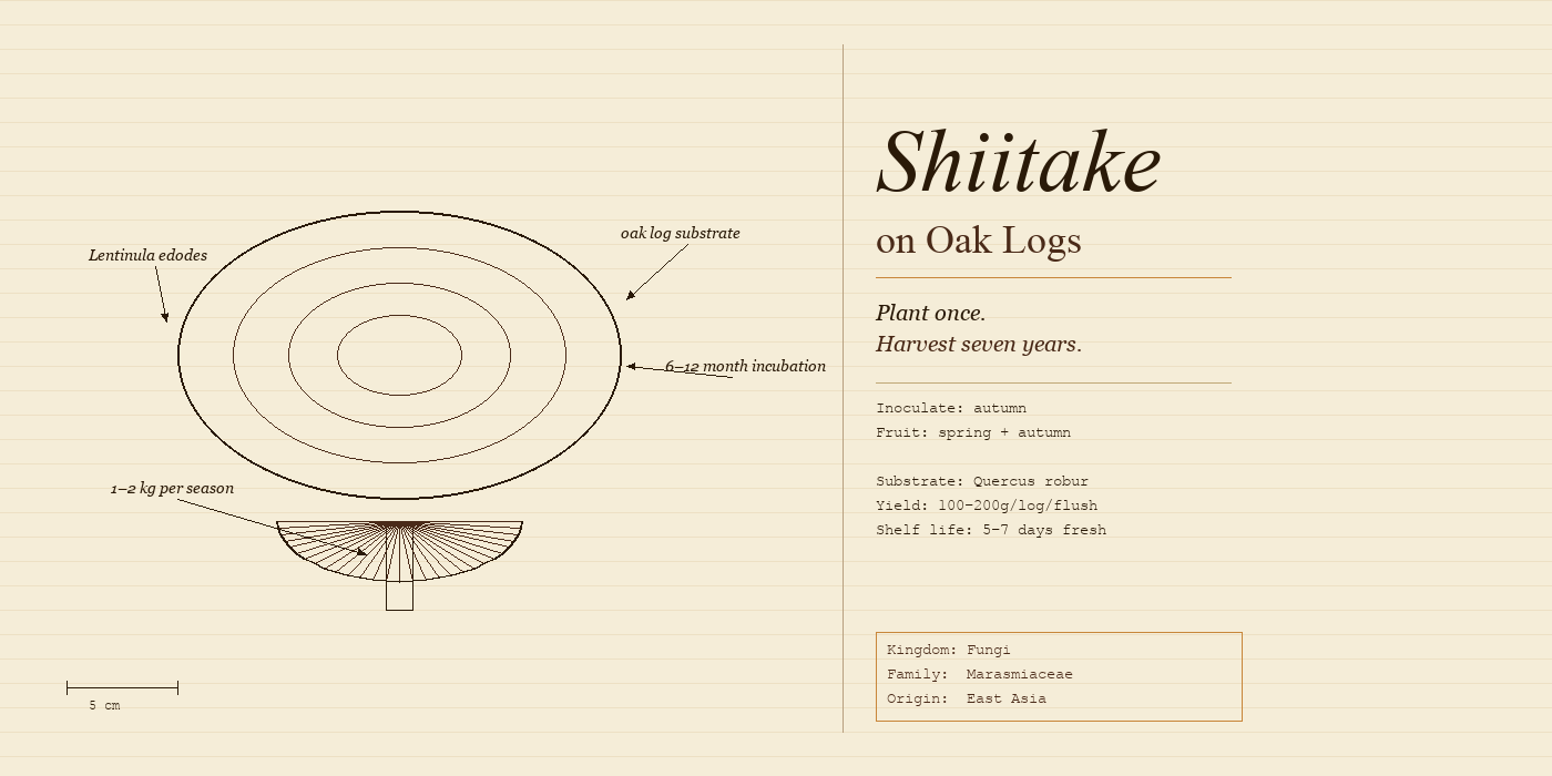 Mushrooms at the Retreat: Shiitake on Oak Logs
